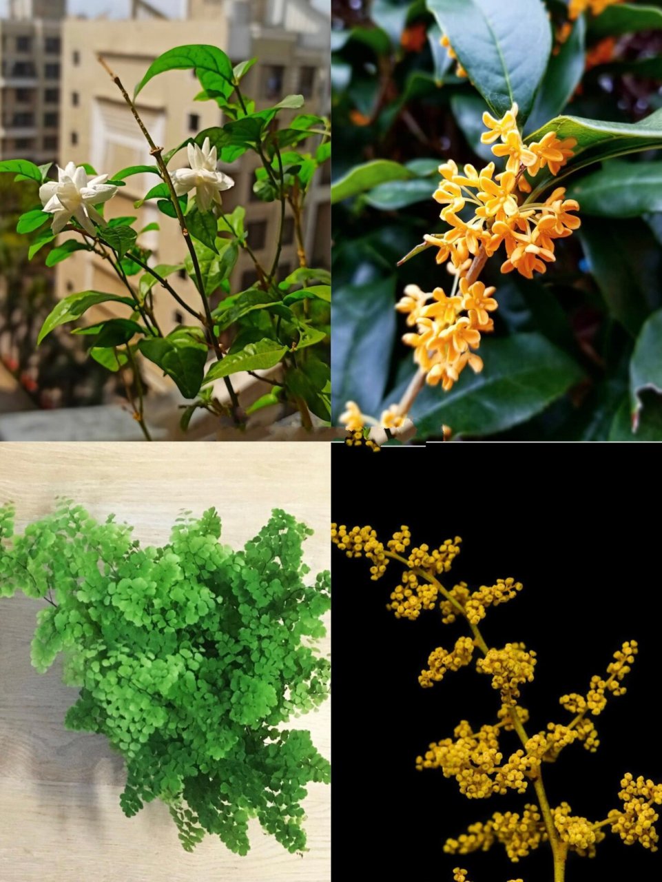 99常见的醋坛子植物|喜酸植物品种及养护 92酸性土花卉就是指喜欢