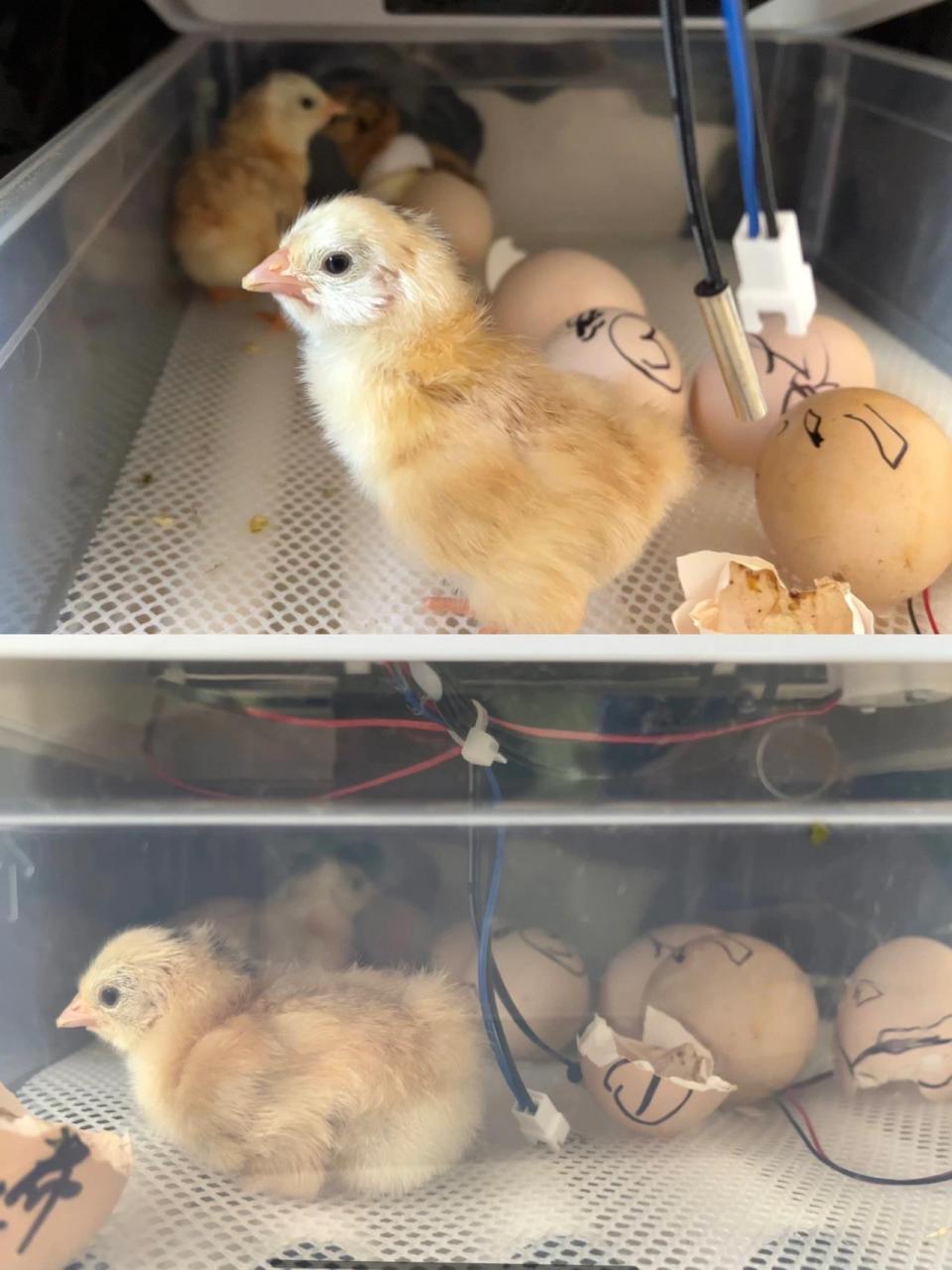 90孵小鸡日记 孵蛋器孵化记录 照蛋图    731516615选择