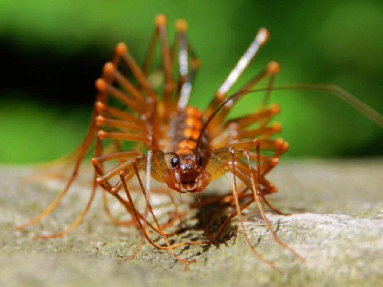 每天认识一种动物(49)蚰蜒