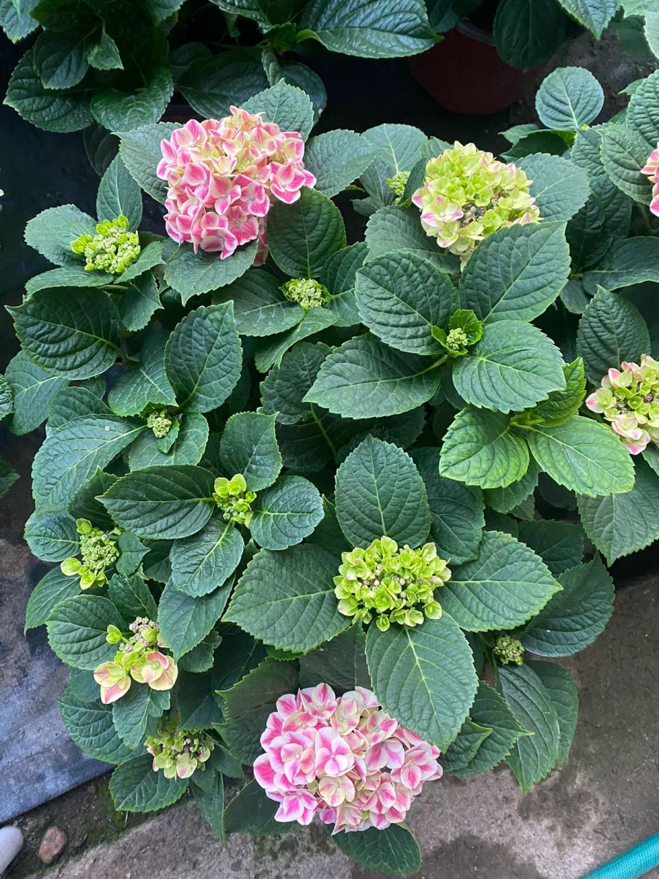 绣球花——糖果(精灵)