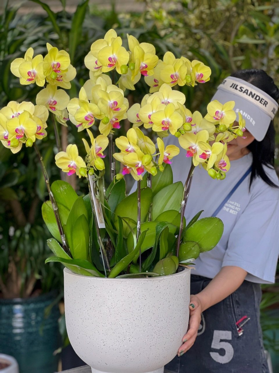 全深圳配送|蝴蝶兰 富乐夕阳 学名蝴蝶兰-富乐夕阳科属:兰科 蝴蝶兰属