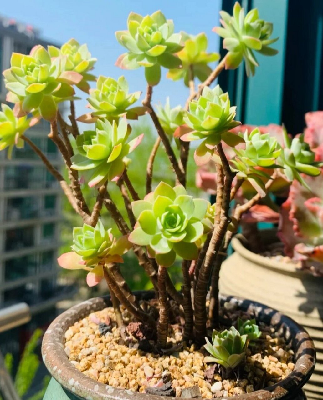 认识多肉的第51天——薄化妆 薄化妆,景天科景天属多肉植物.