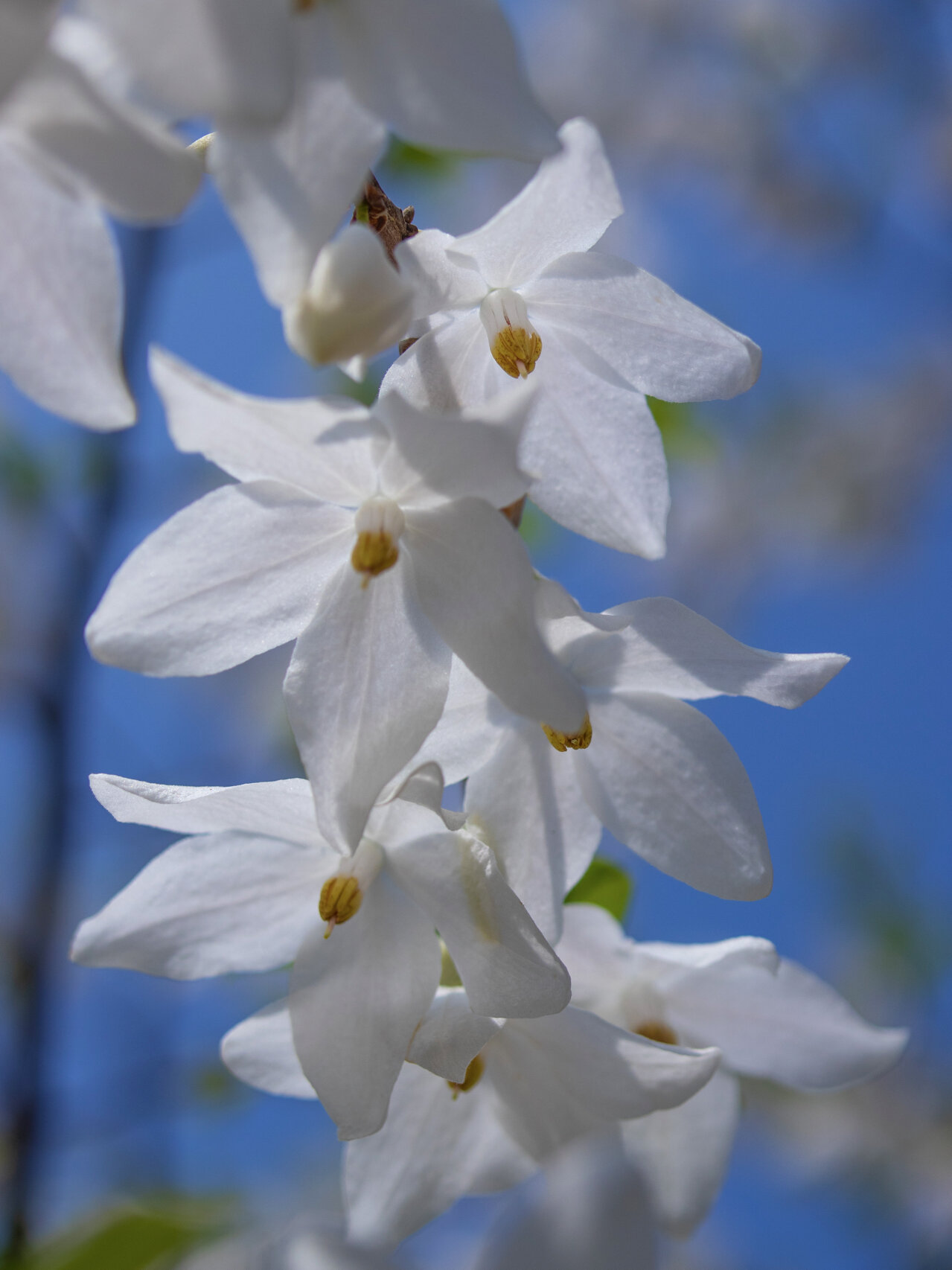 陀螺果花——白衣仙女