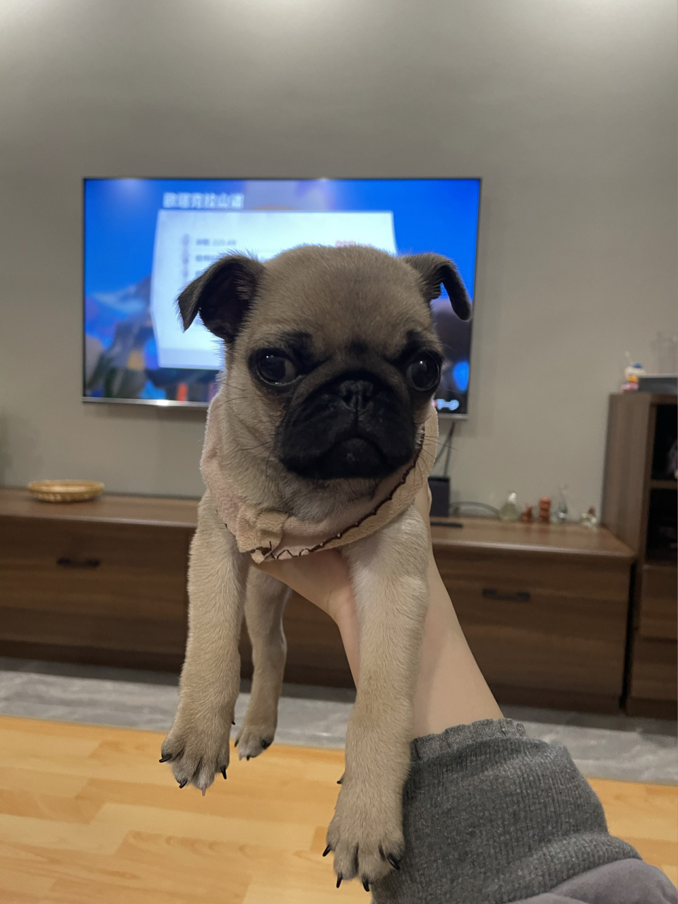 八哥犬:王芋头 记录我家芋头的日常 超级可爱 也很乖 也很闹腾 是家