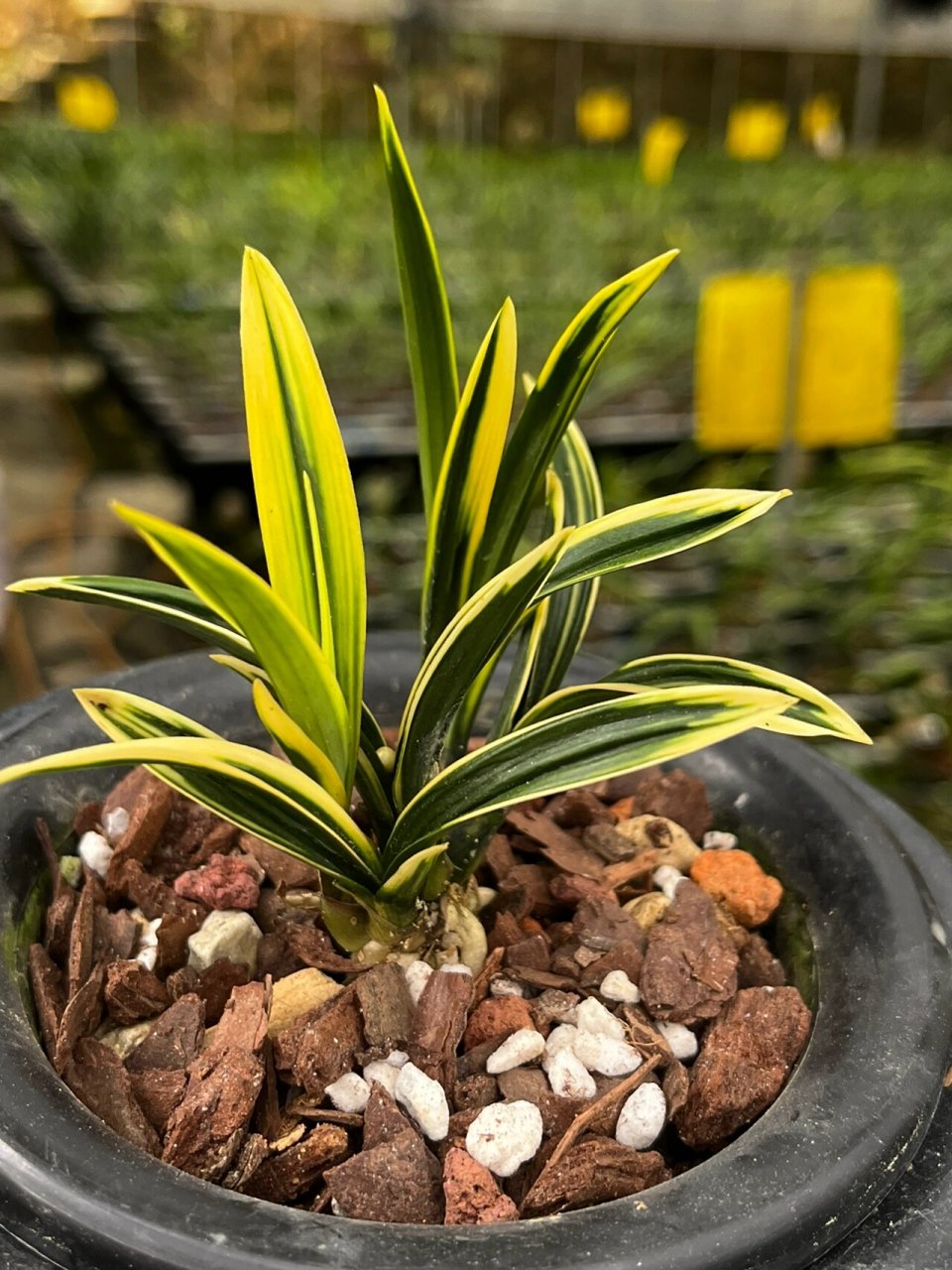 春兰金边皱叶～彩云荷 春兰矮种～彩云荷