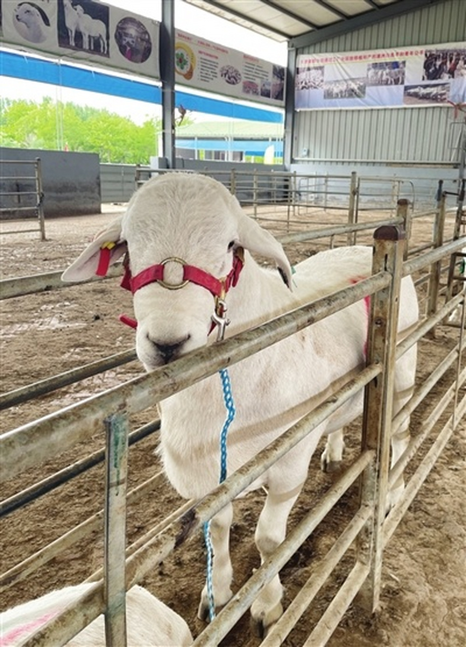云观津城#【一只澳洲白绵羊拍卖出28万元 滨海新区中塘镇优质种羊"出