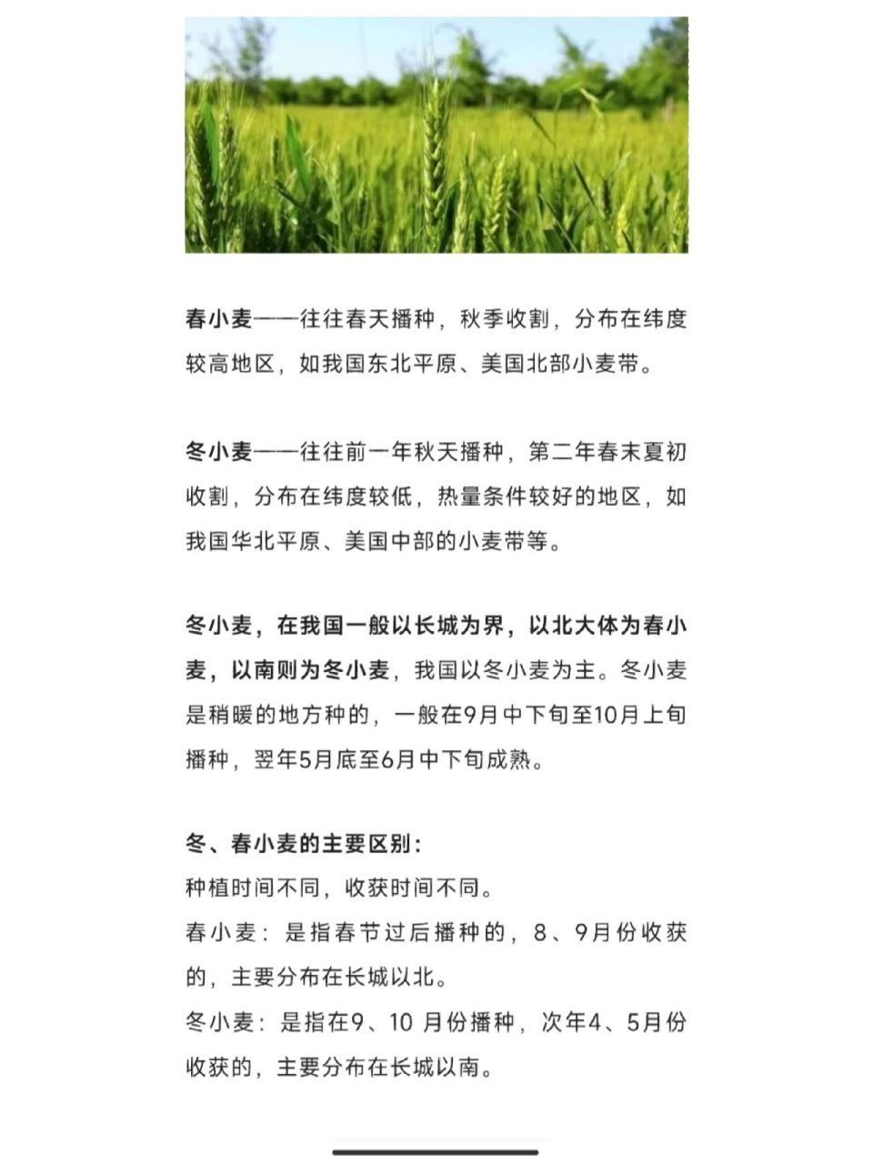 春小麦和冬小麦有什么区别 春小麦和冬小麦有什么区别