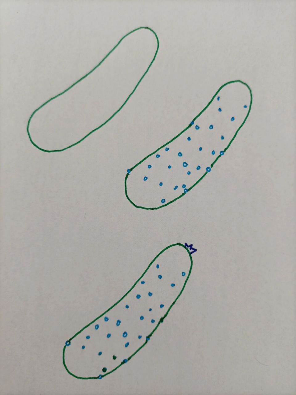 简笔画(266)黄瓜 坚持,加油^0^~!