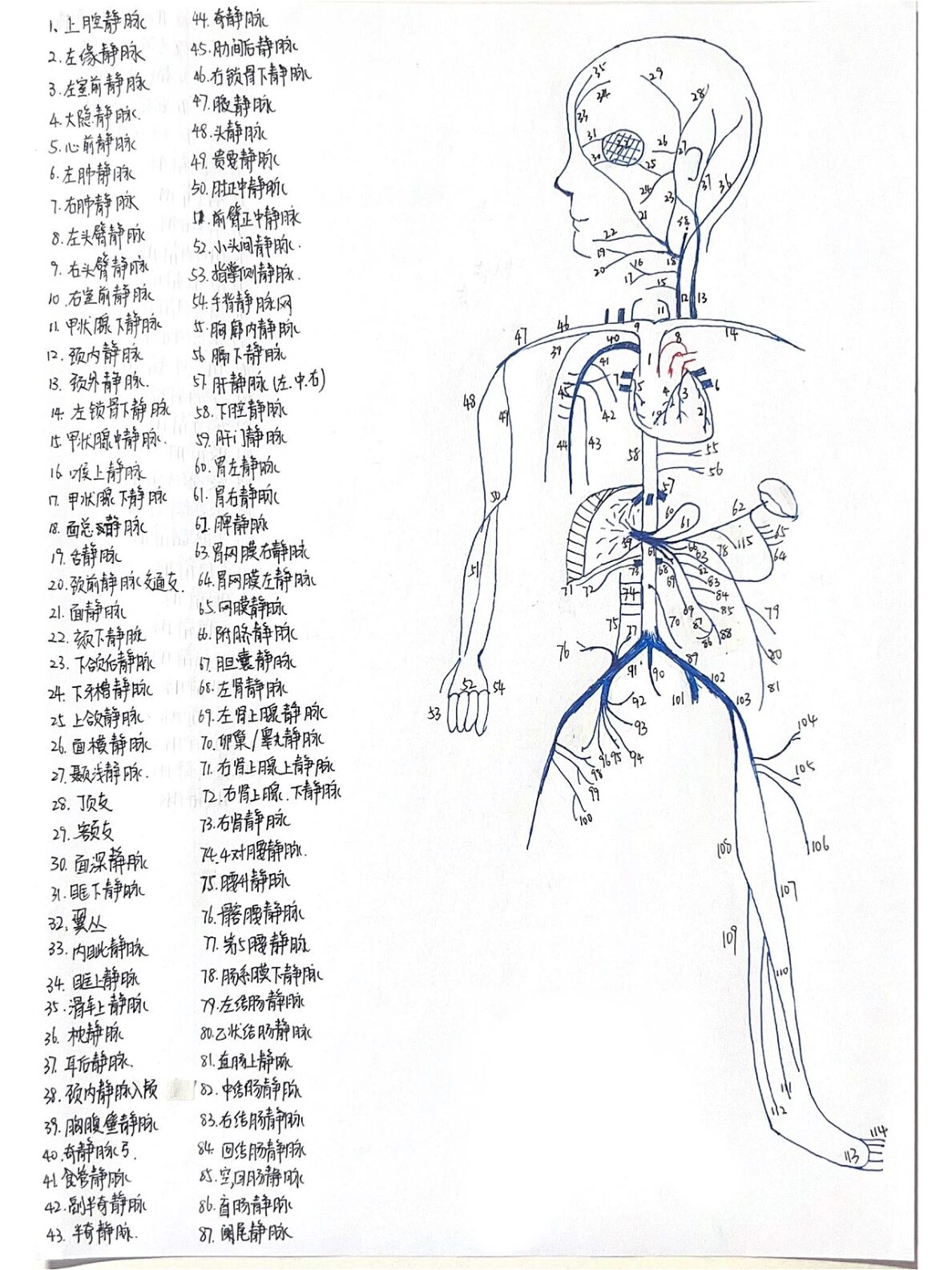 手绘全身静脉图图片