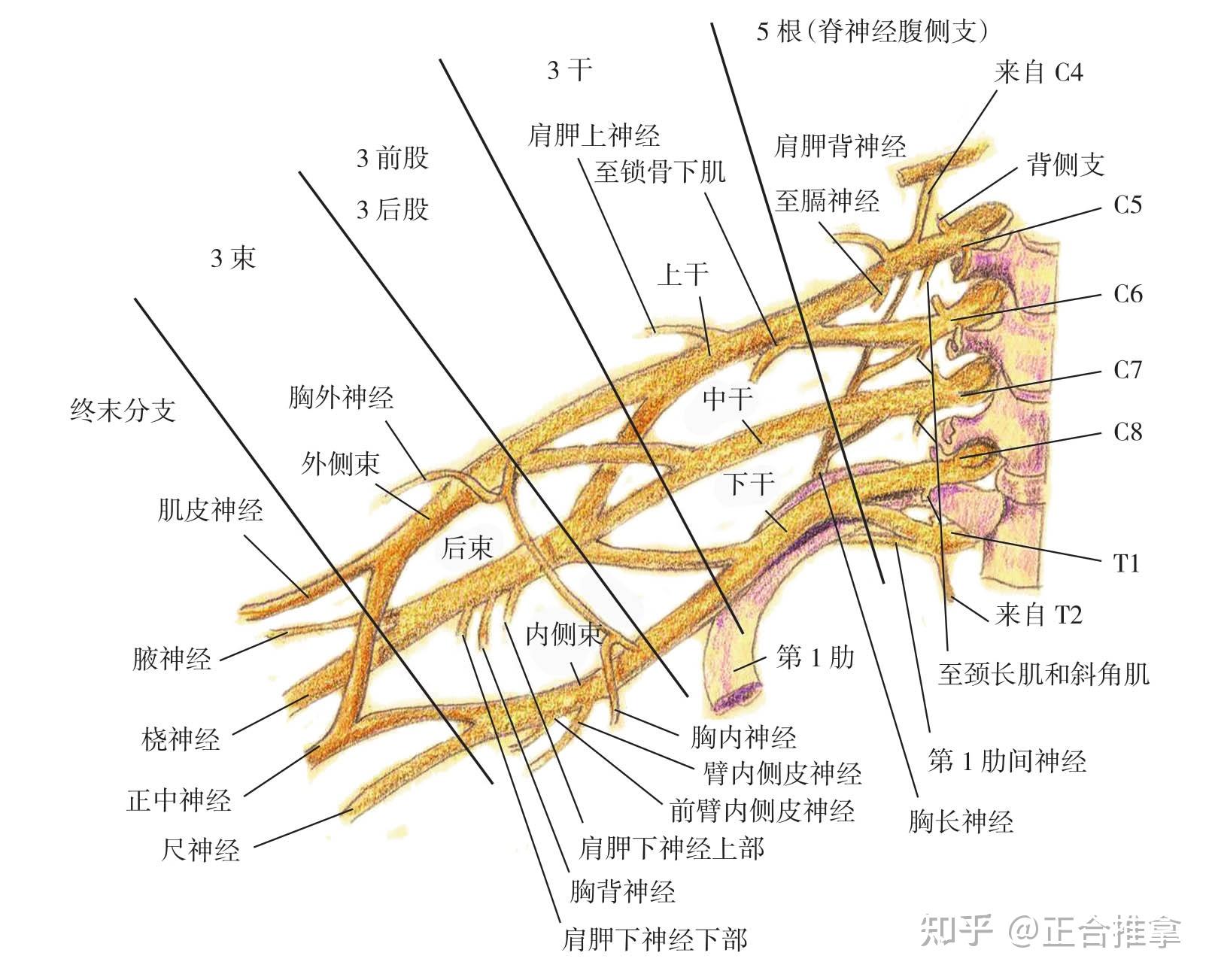 臂丛神经 结构图图片