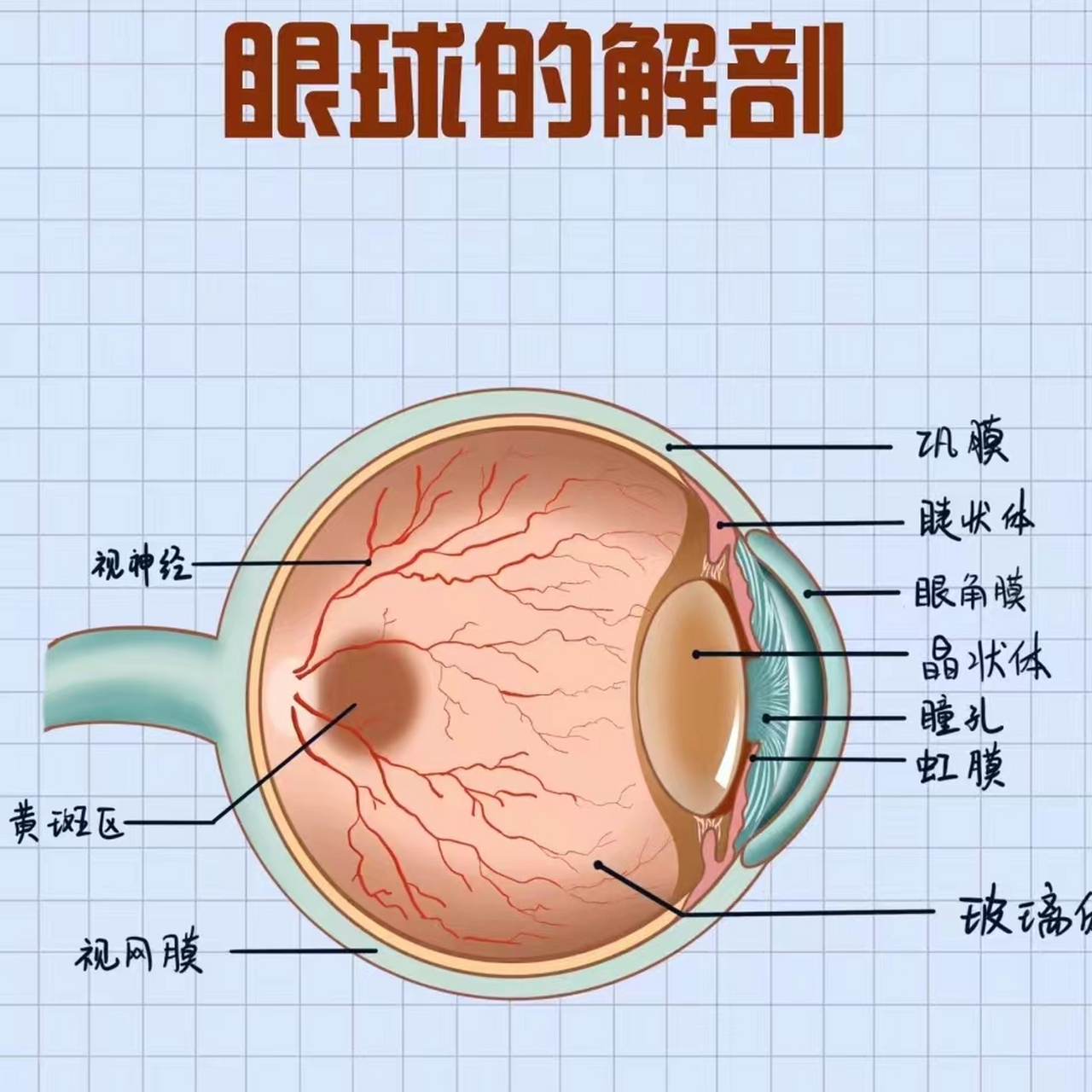 眼球简单结构图片图片