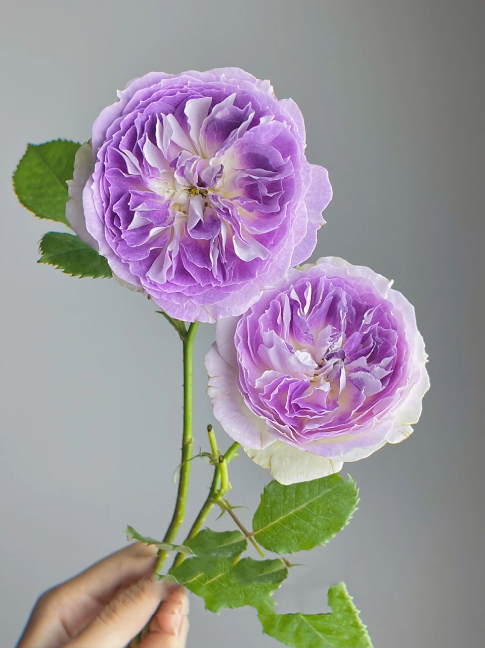 月季·蓝月石 嘿嘿,终于到我拥有蓝月石了! 	 不得不说,颜值真的超高!