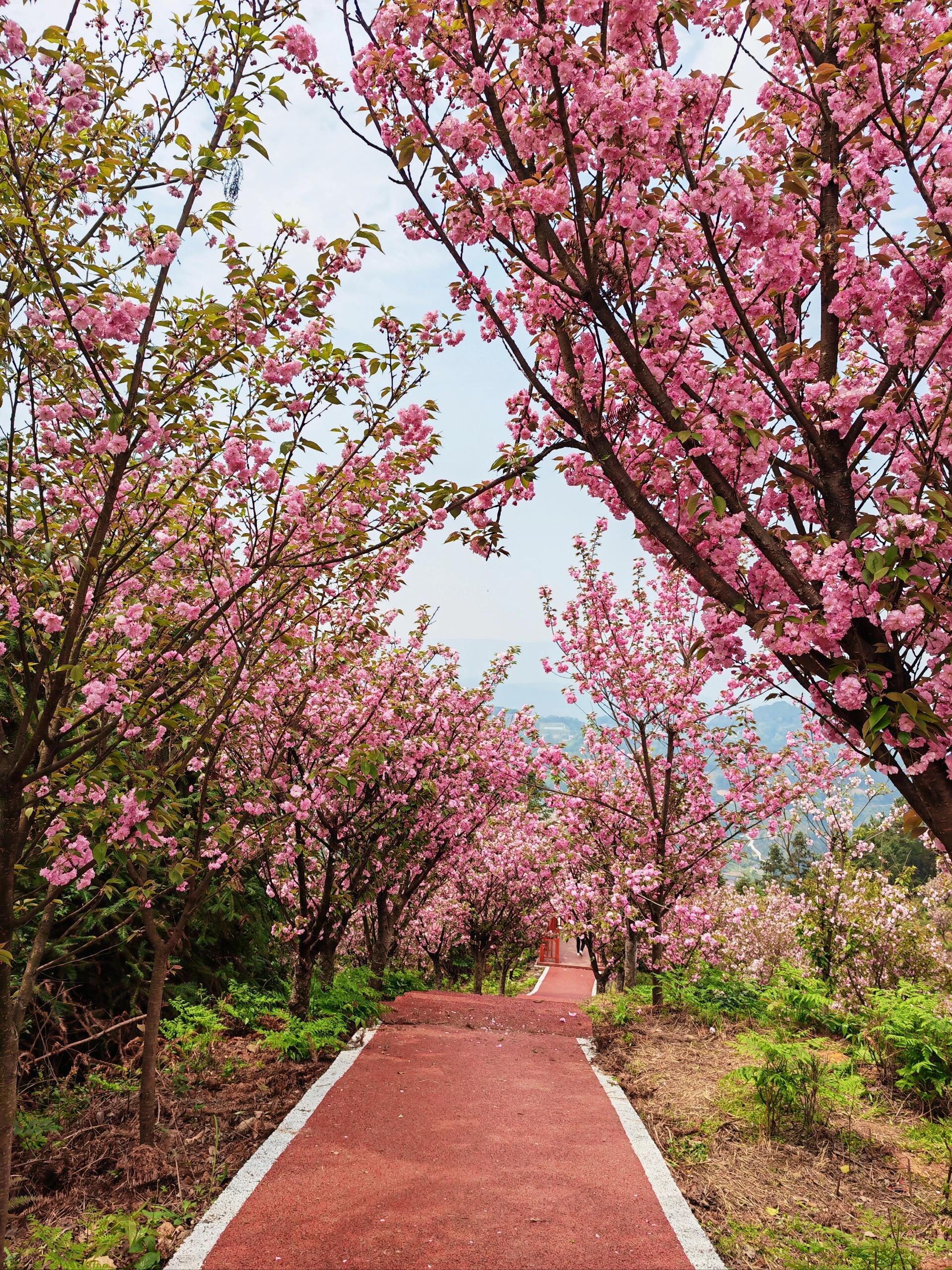 巴南区鱼洞樱花山公园图片