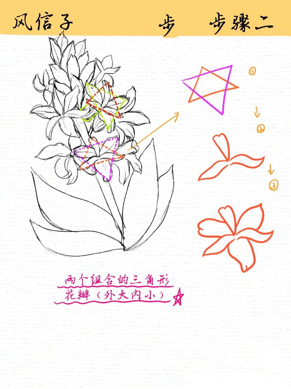 线描练习|花卉线稿|风信子(附过程) 【风信子】绘画临摹过程分享 第1