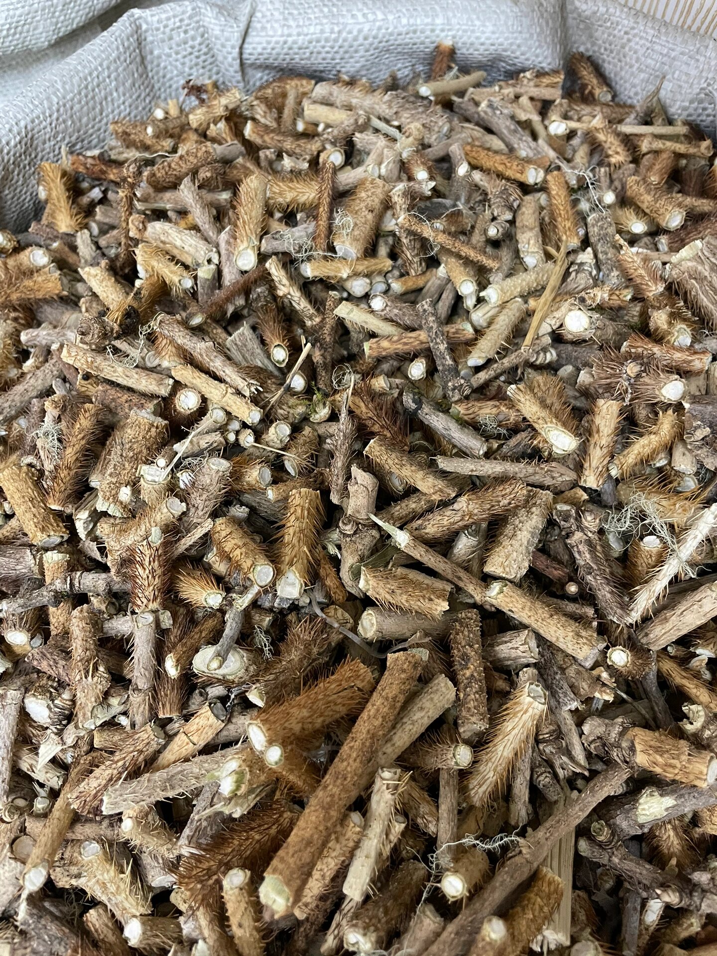 中药 红毛刺五加 红毛五加皮可以祛风除湿,强健我们的筋骨,还可以活血