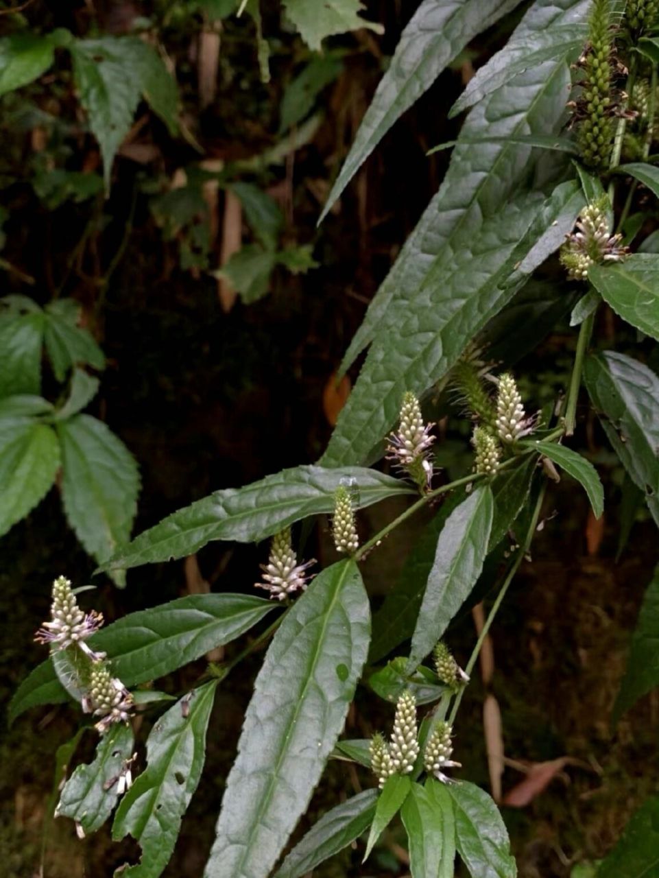车前科,草灵芝属,细穗腹水草.也有新系统,把它归为腹水草属.