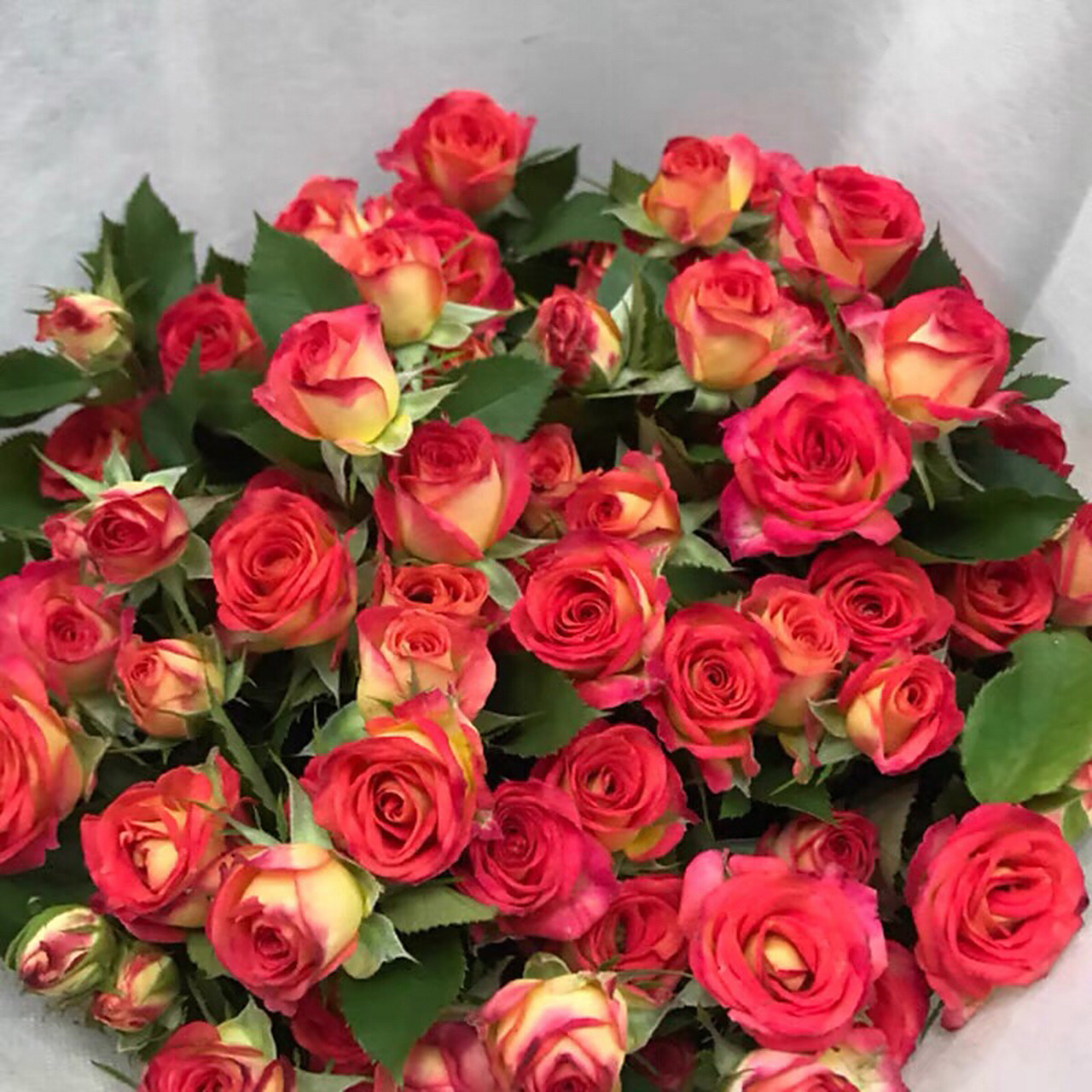 每日一花|day29 爱丽丝 98复古的多头玫瑰爱丽丝有着特色的红黄相间