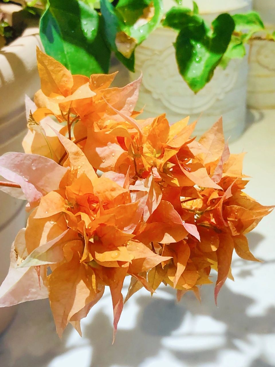 三角梅——重瓣橙可以这么美 三角梅现在的状态惊艳了,太美了.