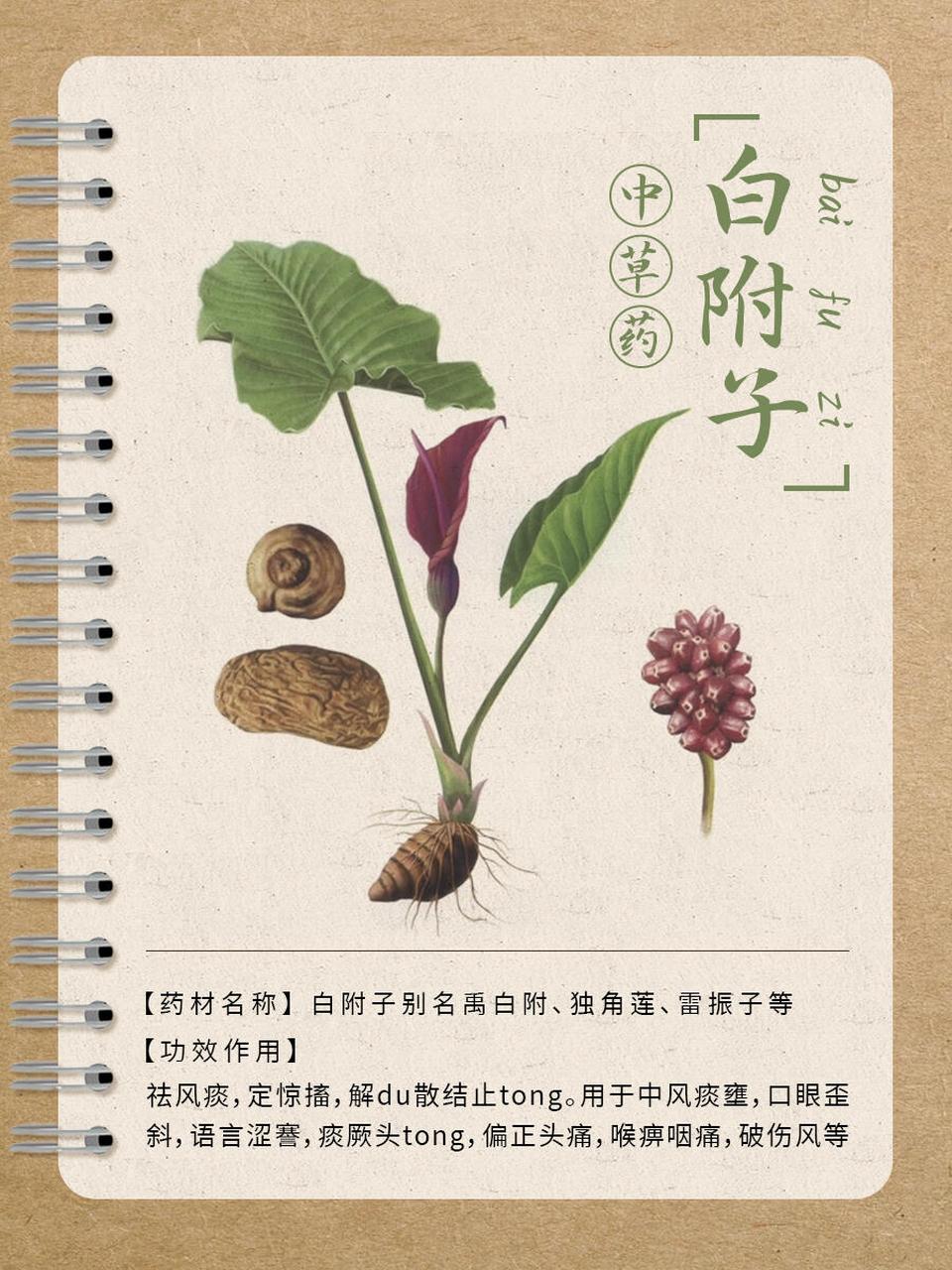 第78期 · 每天认识一味中草药│白附子 【简介】白附子为天南星科