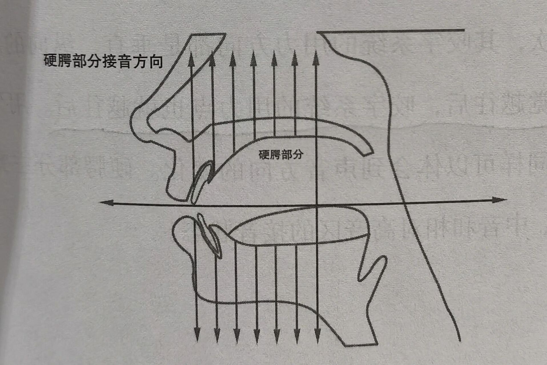 声音的前后层次的分界线就是硬腭,软腭的分界线