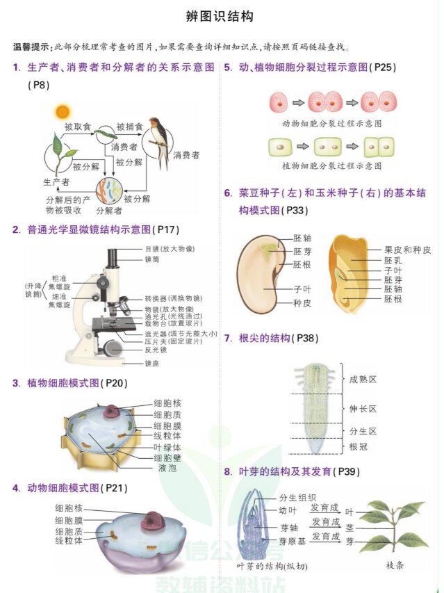 核糖体结构图手绘图片