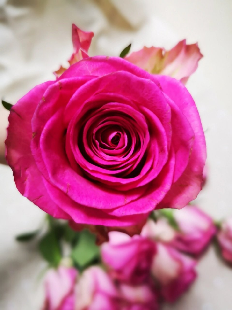 至爱玫瑰 逸禾玫瑰 超大花苞 花头非常大,有点像糖果雪山,花型跟糖果