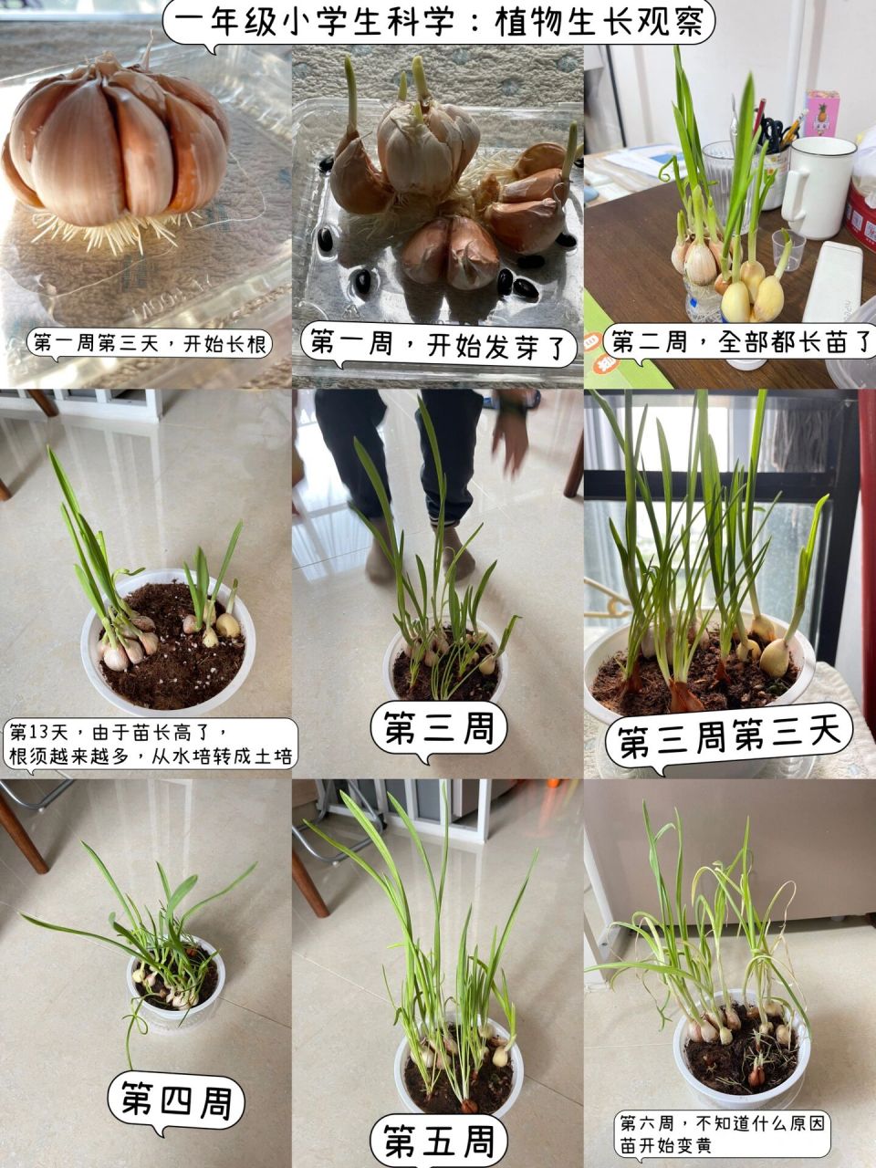 一年级小学生的科学:植物生长的观察记录 虽然迟到,但是还是到啦~完成