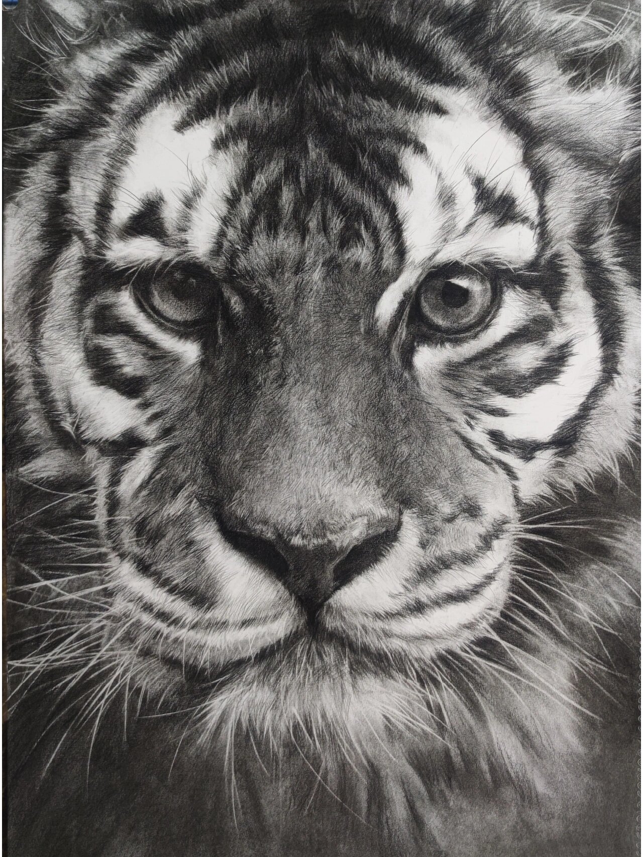 动物素描,老虎