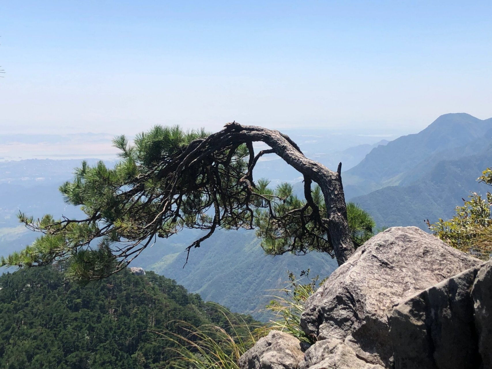 【四处闲逛】-庐山含鄱口的不老松 含鄱口是庐山东线景点的一个入口