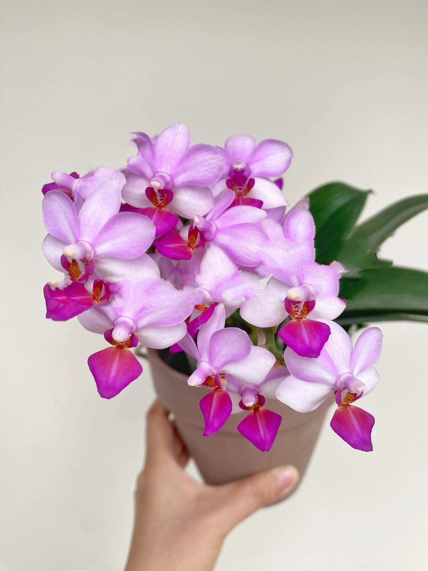 小粉蝶|我家的蝴蝶兰3503 有香味的小矮花