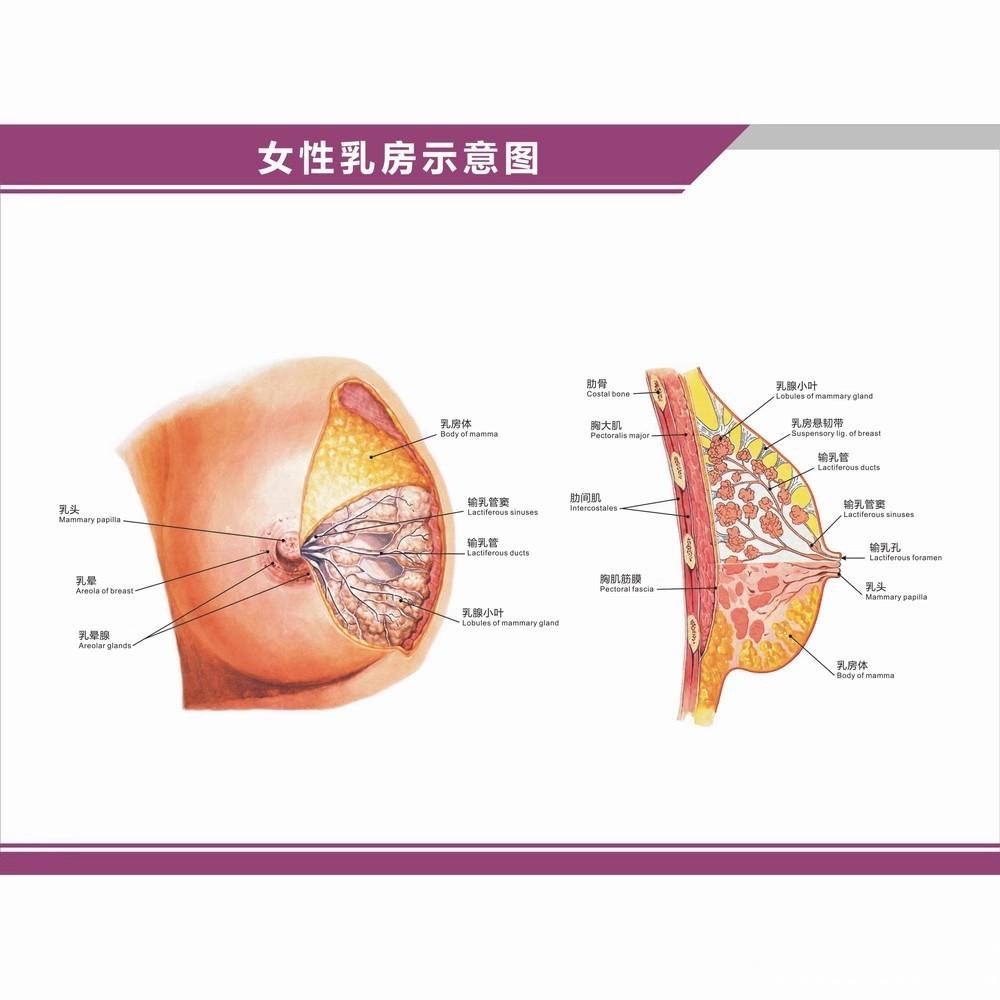 十岁半乳房正常啥样图片