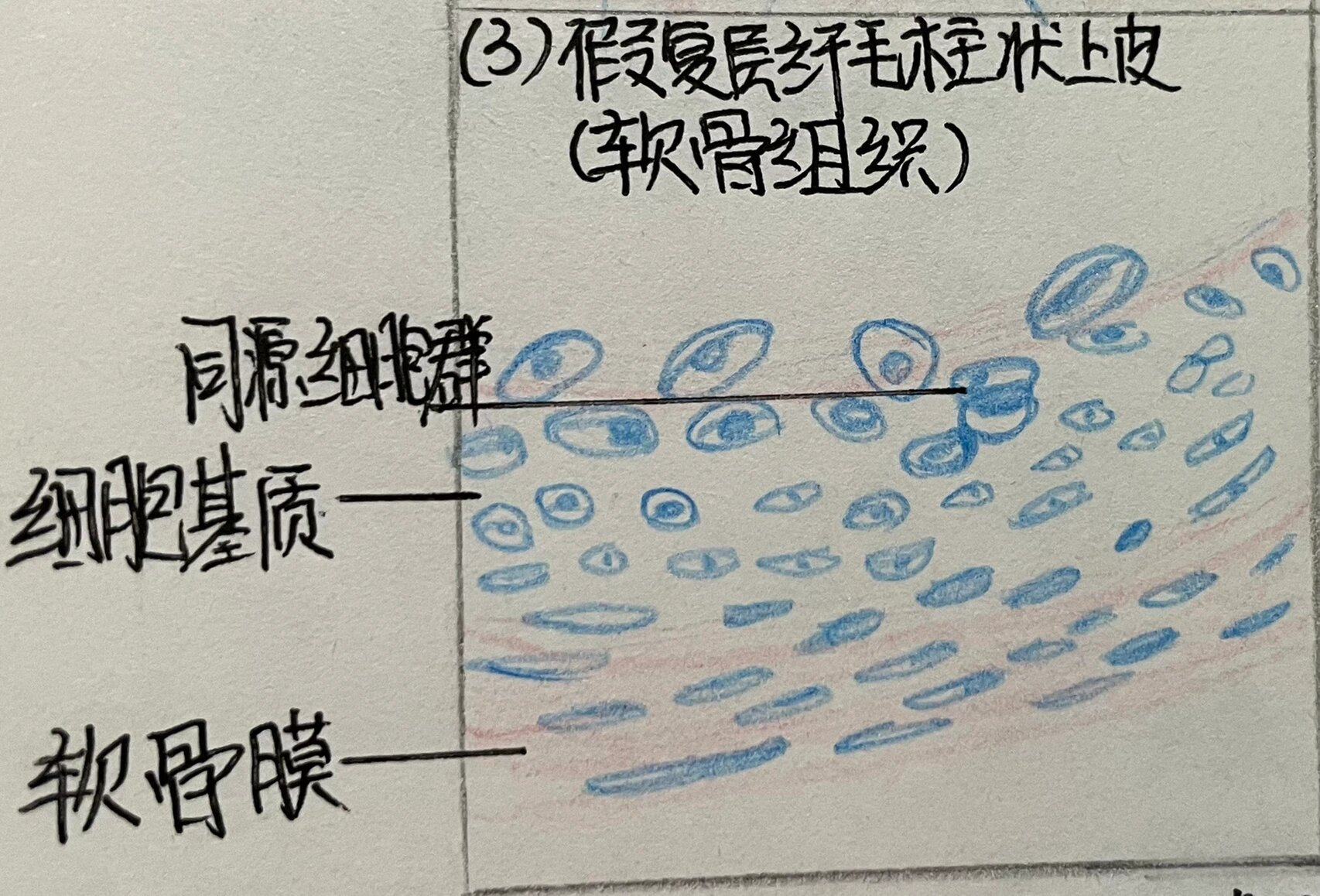 结缔组织红蓝铅笔绘图