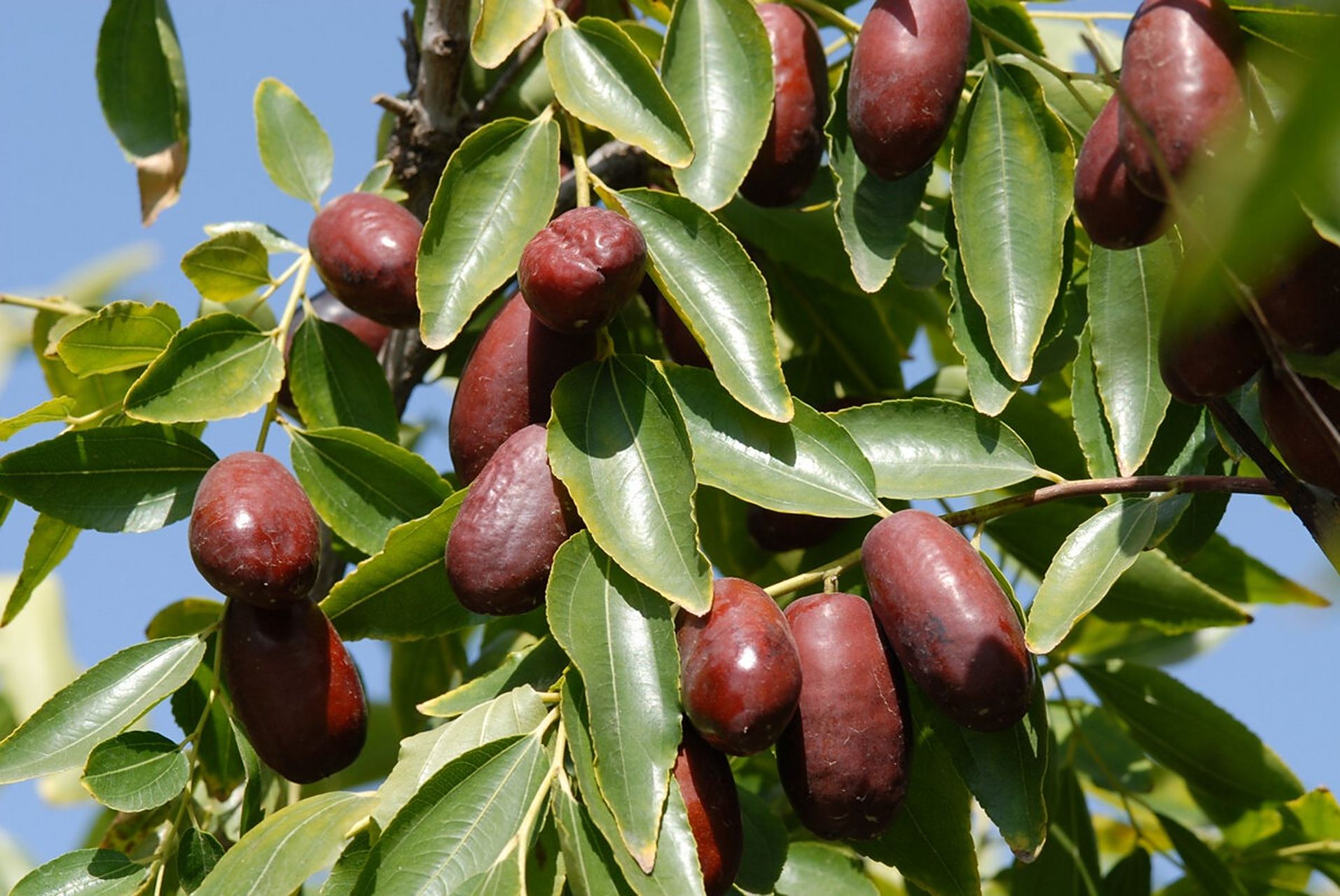 宁夏特产 - 灵武长枣 灵武长枣别名马牙枣,是宁夏独有的枣类品种,为