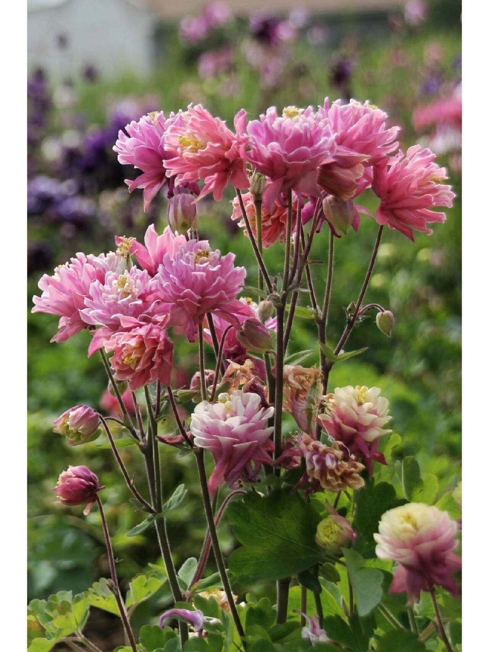 每日植物-重瓣耧斗菜  干嘛叫人家耧斗菜,这明明就是仙女,我已经替她
