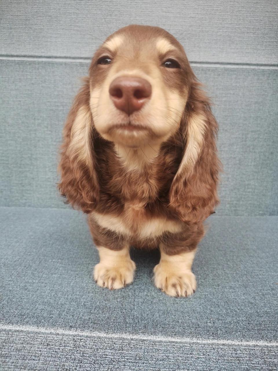 大耳朵狗你知道叫什么品种吗 ,小巧克力奶油弟弟12月9出生的宝宝,疫苗