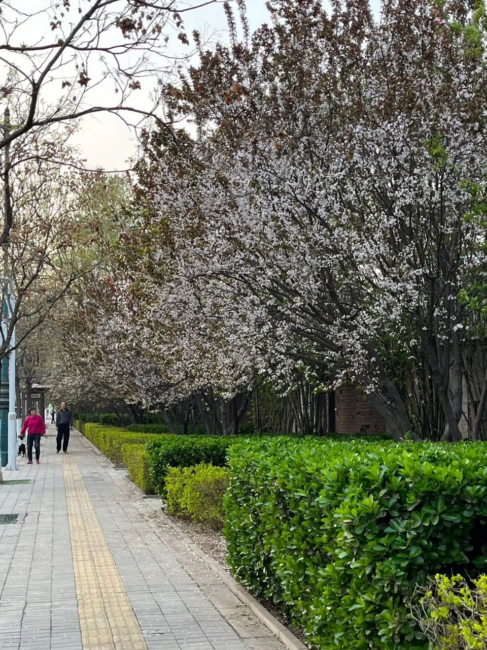 天津市花真的不是海棠吗? 满大街都是