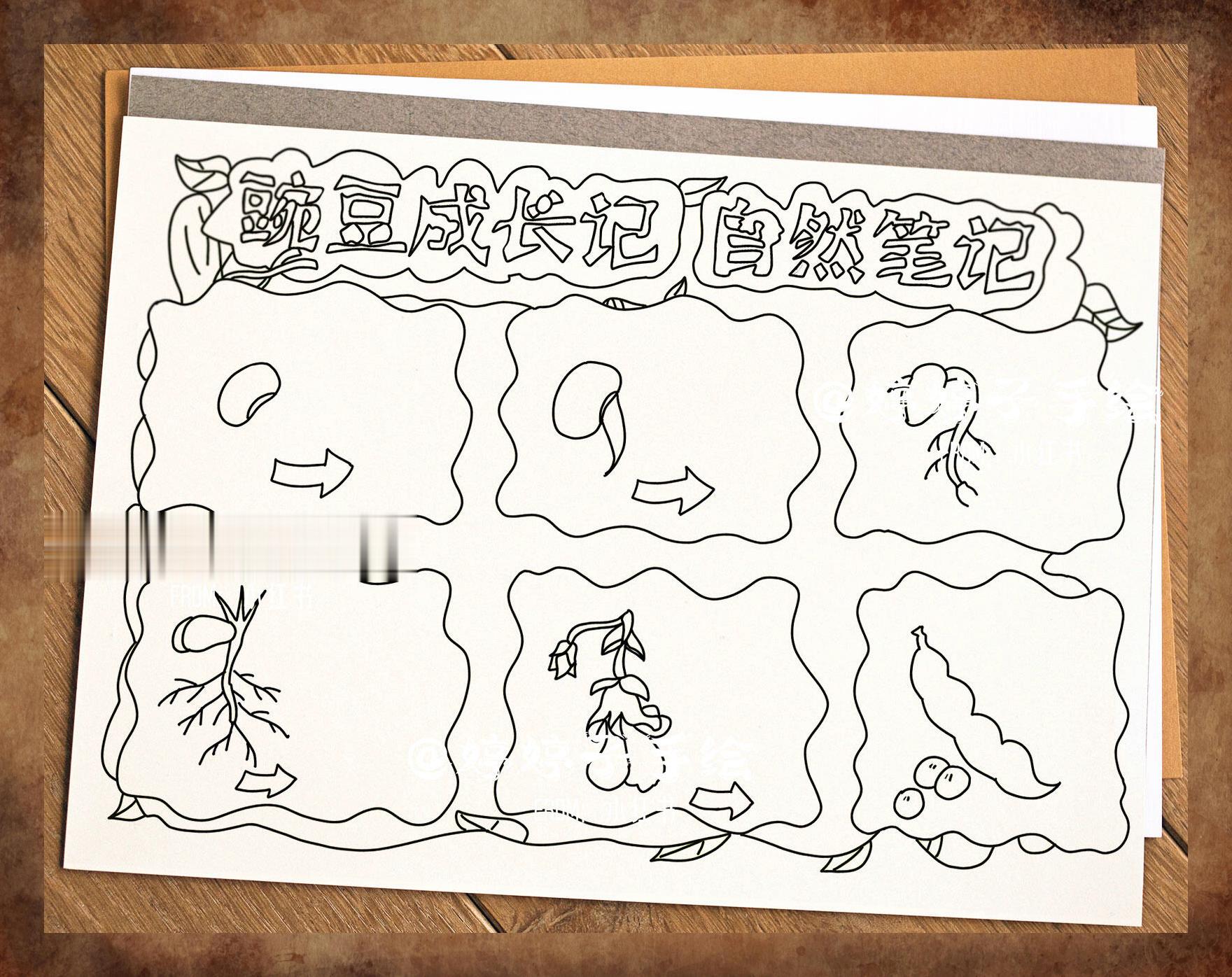 豌豆成长日志:手绘自然观察报