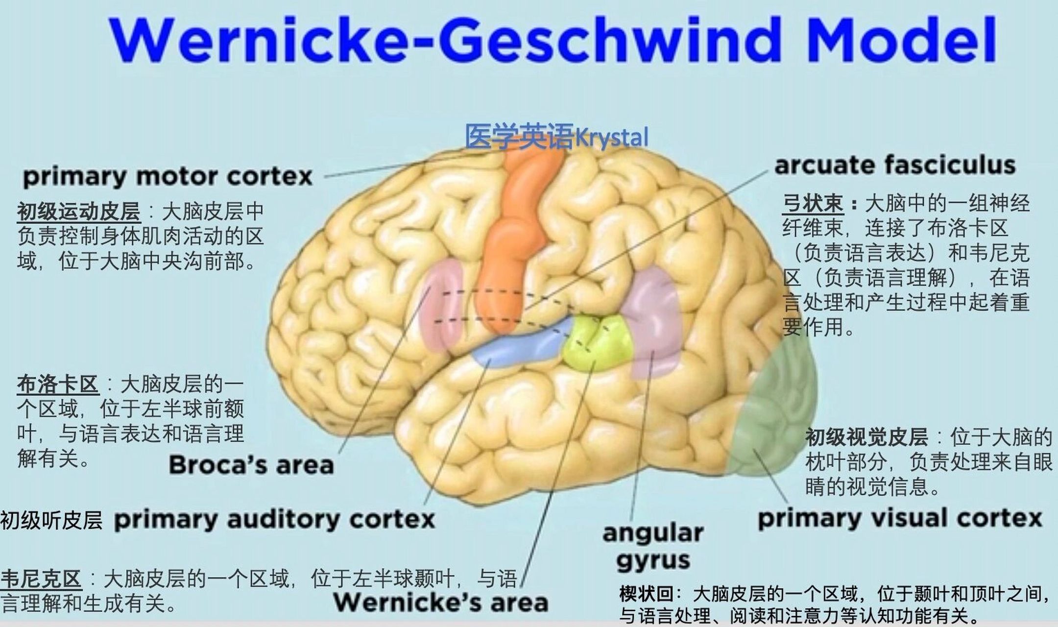 brain and language 大脑与语言 