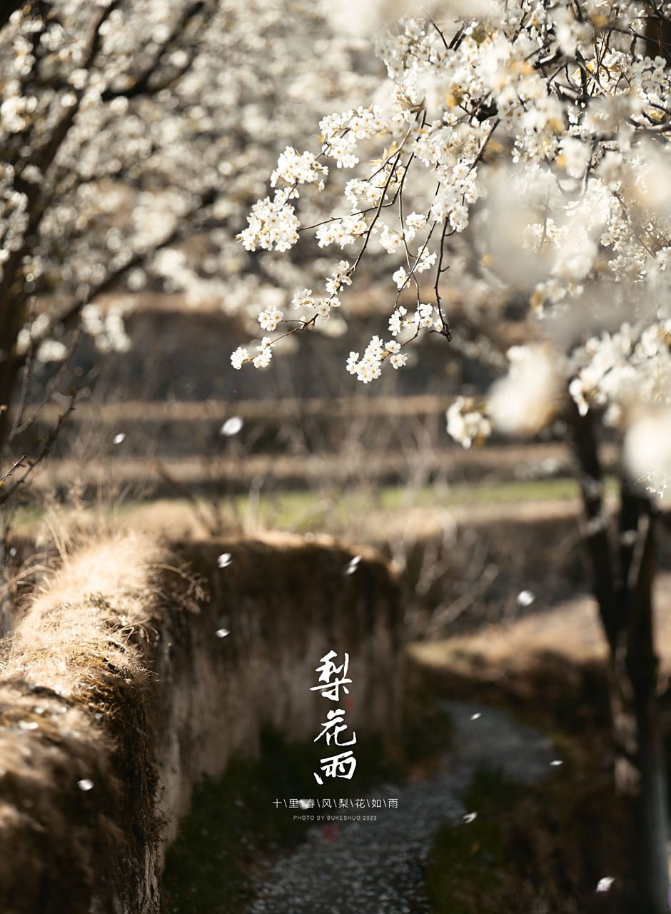 梨树无花,染了芬芳,梨花无叶,碎了冬寒