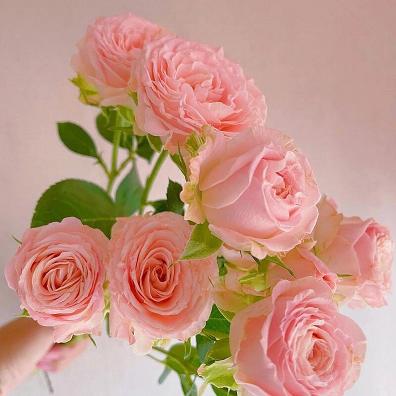 头像‖鲜花 "从此我多了一个拒绝别人的理由.