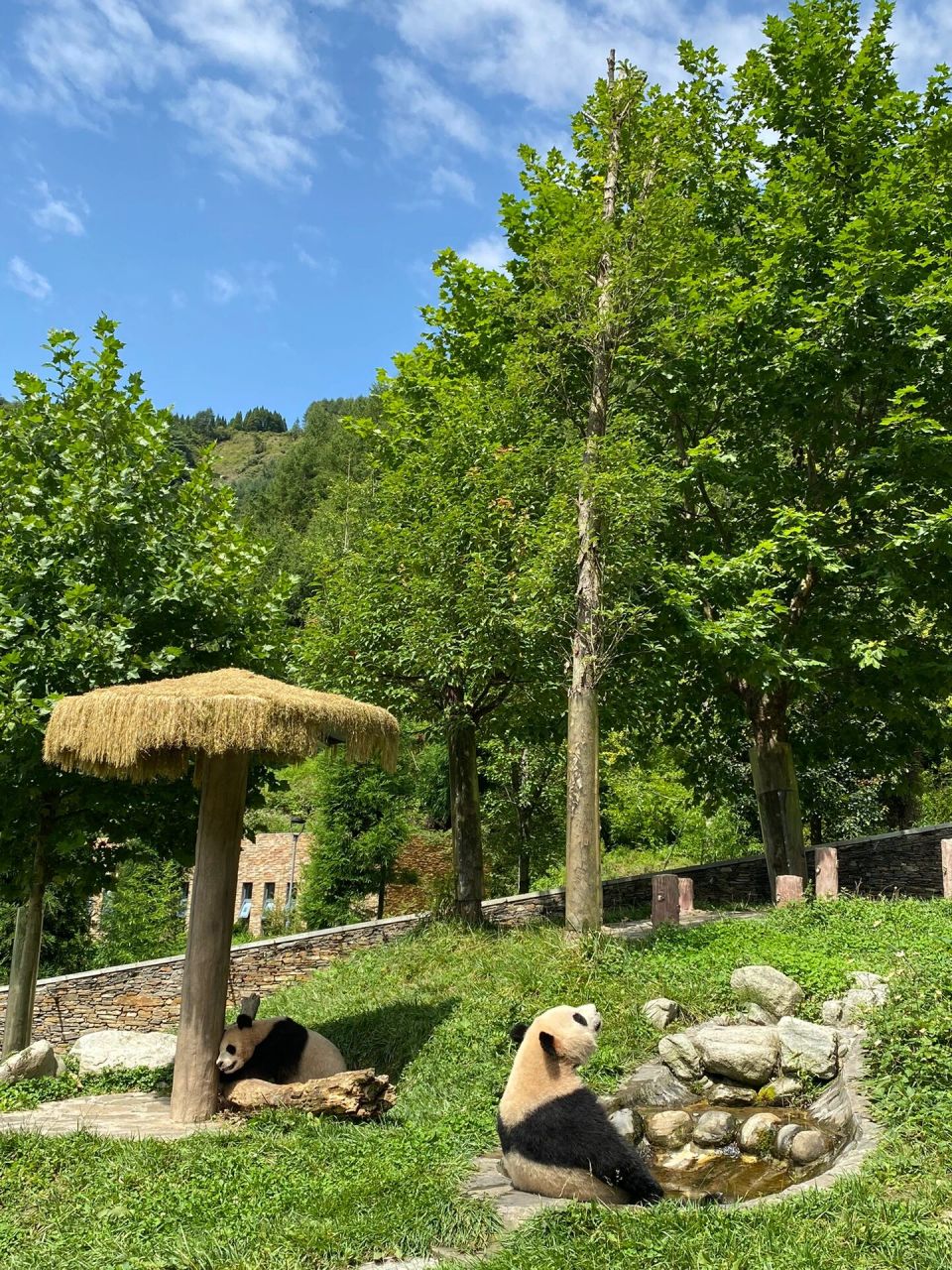 熊猫坪 黄草坪 卧龙大熊猫苑 p1-7卧龙中华大熊猫苑神树坪基地 门票90