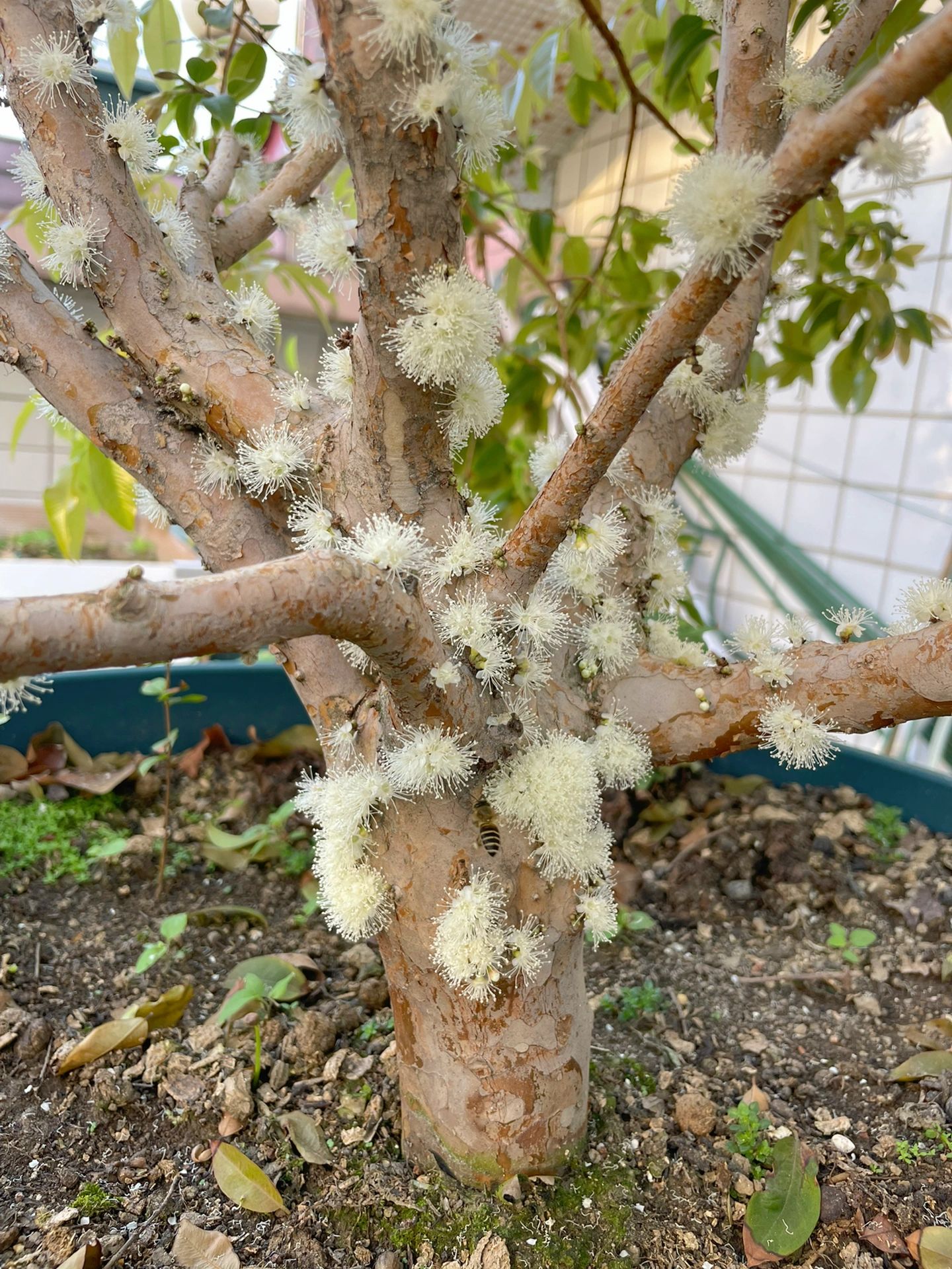 嘉宝果树全开花了
