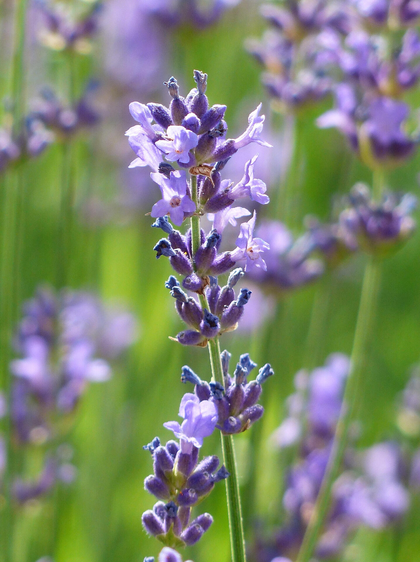 每日庭园植物vol.10——鼠尾草