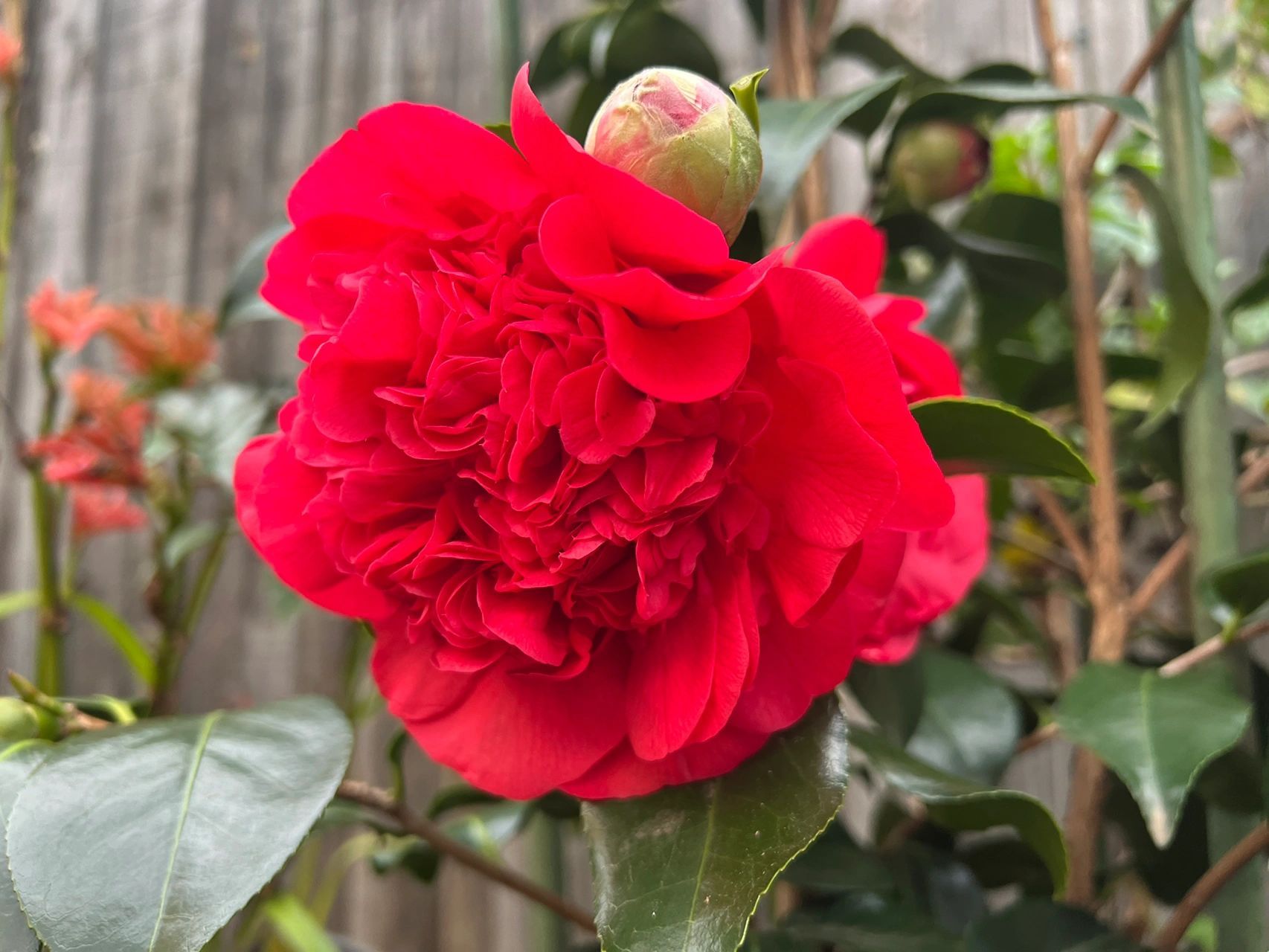 大红花朵 古代新郎红绣球 pk 老师发的大红花 	 grand marshall