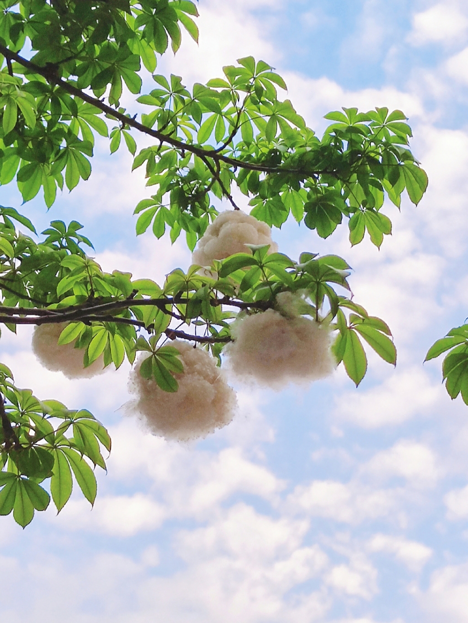 深圳的棉花树 我是第一次见这种东西,老家是湖北的 跟一坨棉花一样