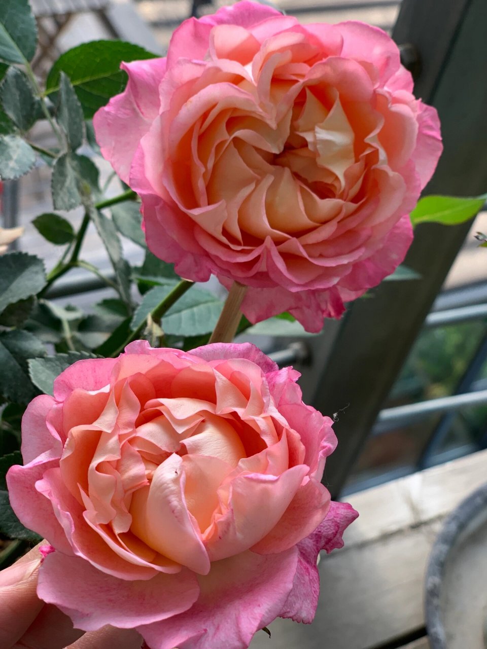 红衣美人 月季 意外的好看