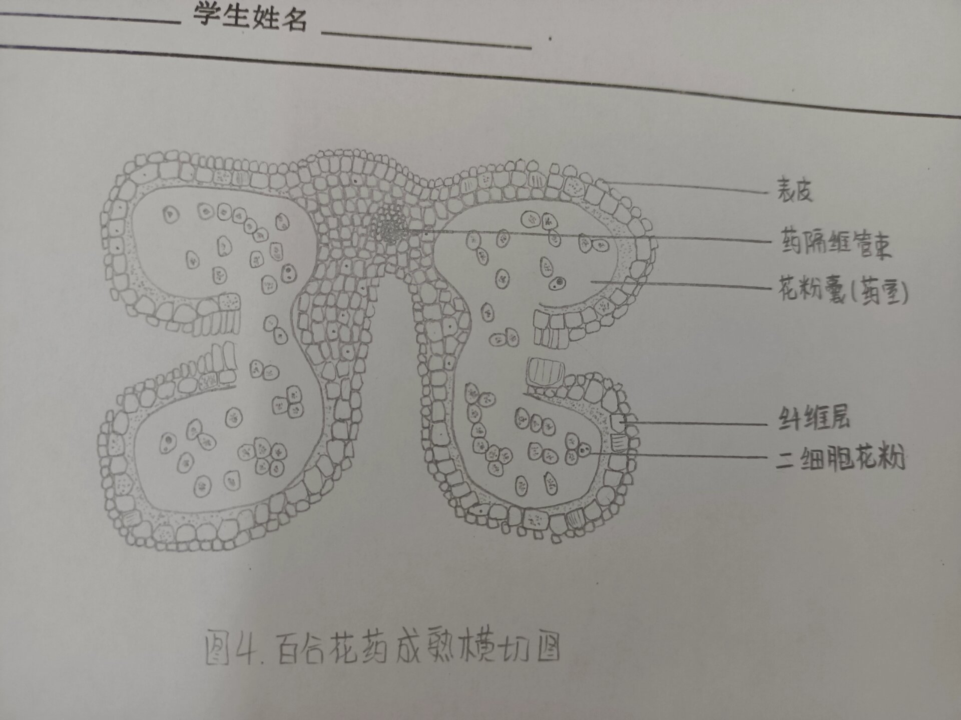 花的结构示意图手绘图片