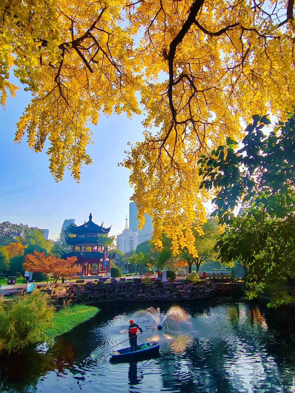 寻美宁波#【#这个季节来宁波中山公园邂逅银杏#[围观][照相机]】占父