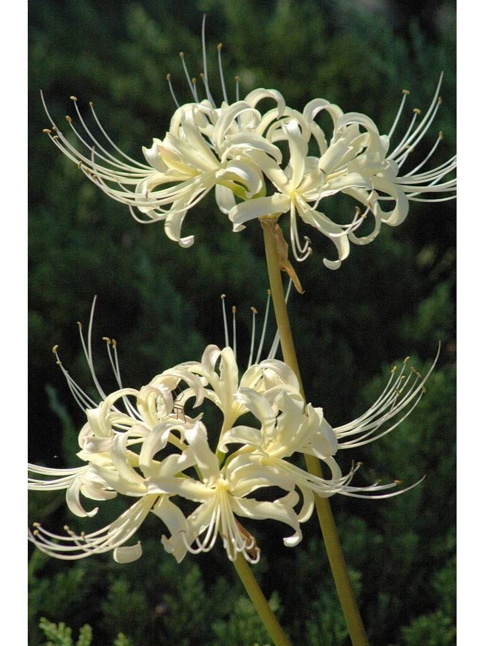 你分的清楚曼陀罗华和曼珠沙华吗?