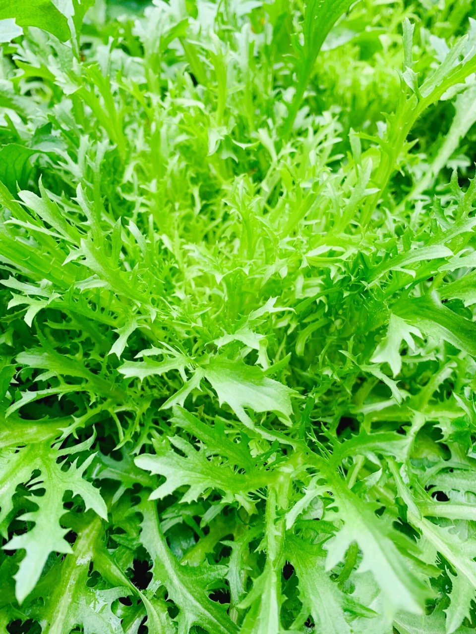 沙拉菜 谁知长出来的就只剩下几棵不知什么品种的,样子看着像生菜小苗